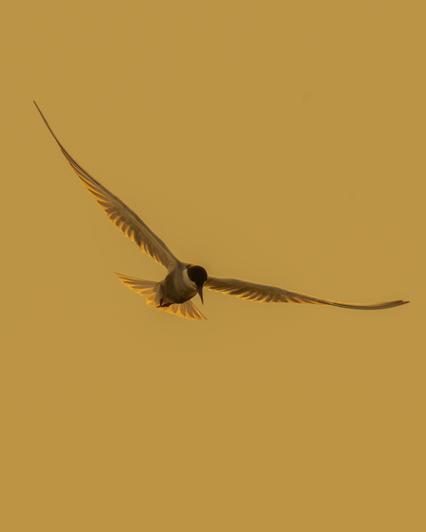 Photograph Anandhu M Golden on One Eyeland