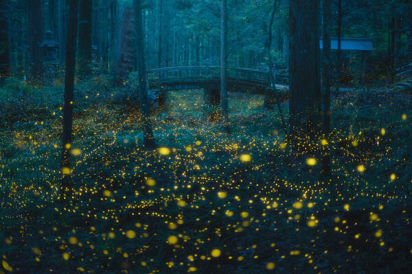 Photograph Vu Quan Magic Night on One Eyeland