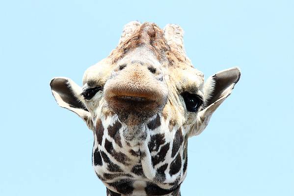Photograph Dmitry Saltykov Reticulated Giraffe on One Eyeland