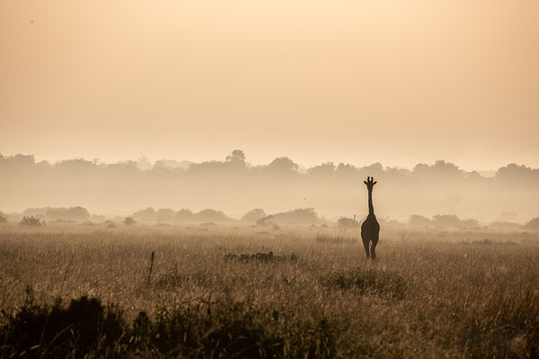 Photograph Anna Shehtova Magical Savannah on One Eyeland