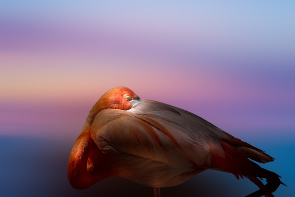 Photograph Satheesh Nair Flamingo 7499 on One Eyeland