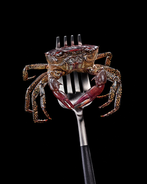 Photograph Lupine Hammack Crab on One Eyeland