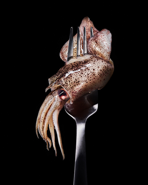 Photograph Lupine Hammack Squid on One Eyeland