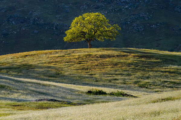 Photograph Joshua Smith One Tree Hill on One Eyeland