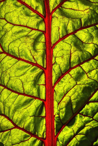 Photograph Larry Hamill Life Flow on One Eyeland