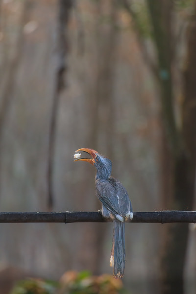 Photograph Satheesh Nair Hornbill Feeding 3183 on One Eyeland