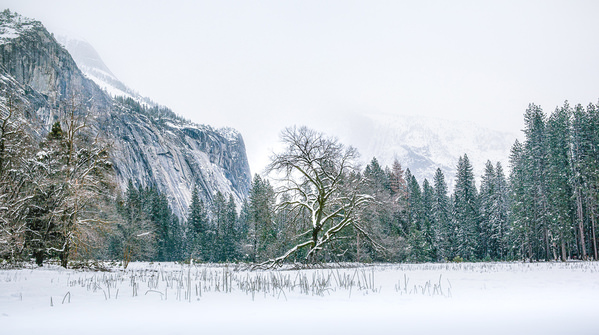Photograph Joshua Smith Icy Oak on One Eyeland