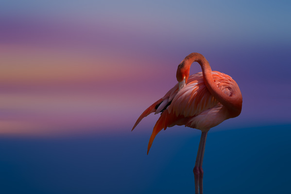 Photograph Satheesh Nair Flamingo 7470 on One Eyeland