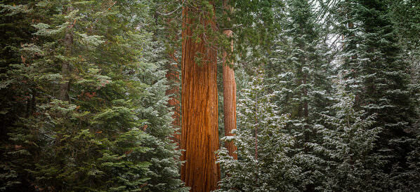 Photograph Joshua Smith Giant on One Eyeland