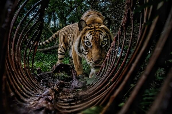 Photograph Bambang Wirawan Guardian Of Nature on One Eyeland