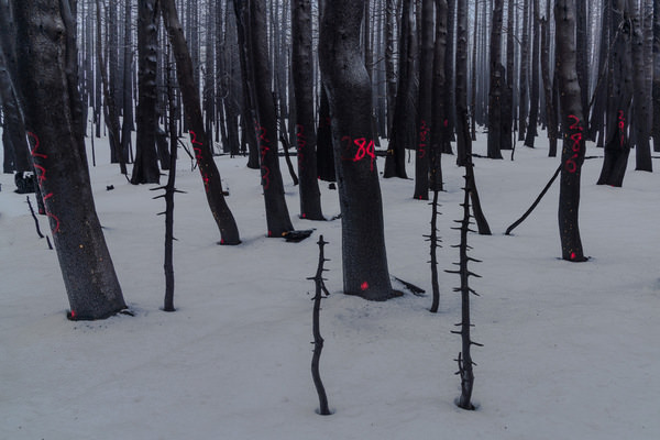Photograph Joshua Smith Forest Ghosts on One Eyeland