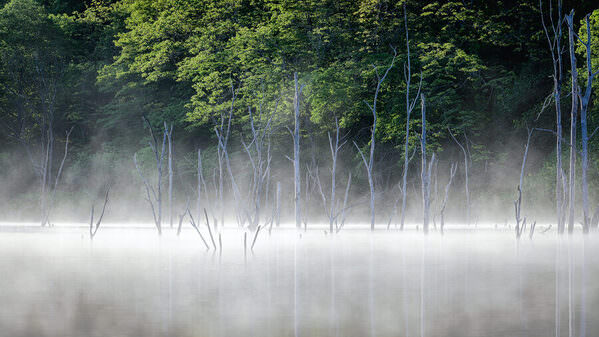 Photograph Yuusei Nagahata Trees In The Fog on One Eyeland