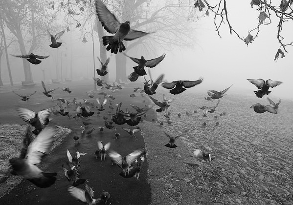 Photograph Mikica Kosanovic Feathers All Around on One Eyeland