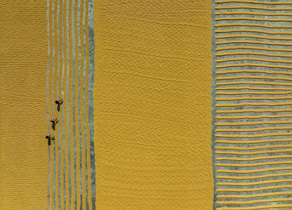 Photograph Azim Khan Ronnie Rice Drying on One Eyeland