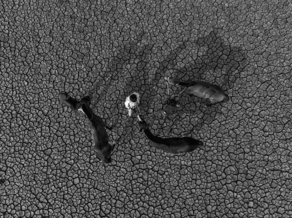 Photograph Azim Khan Ronnie Horses On Drought Land on One Eyeland
