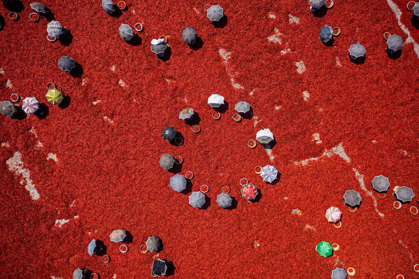 Photograph Azim Khan Ronnie Harvesting Red Chilies 09 on One Eyeland