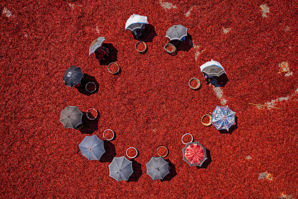 Photograph Azim Khan Ronnie Harvesting Red Chilies 10 on One Eyeland