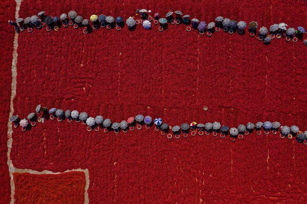 Photograph Azim Khan Ronnie Women Collecting Red Chilies 02 on One Eyeland