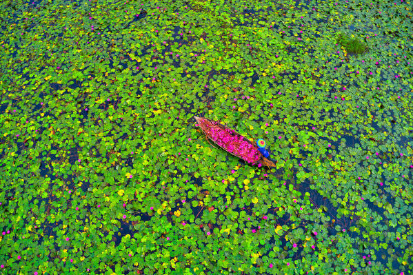 Photograph Azim Khan Ronnie Harvesting Waterlilies 01 on One Eyeland