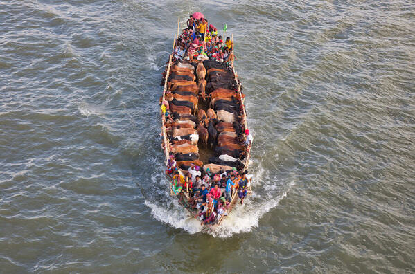 Photograph Azim Khan Ronnie Cows On Boat on One Eyeland