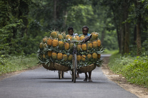 Photograph Azim Khan Ronnie Transporting Pineapples on One Eyeland