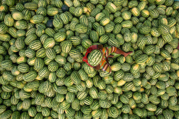 Photograph Azim Khan Ronnie Worker Of Watermelon on One Eyeland
