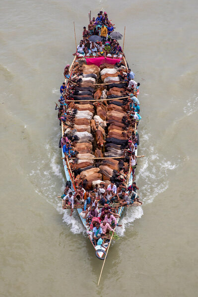 Photograph Azim Khan Ronnie Boats Of Cows on One Eyeland