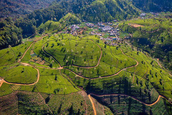 Photograph Azim Khan Ronnie Tea Garden on One Eyeland