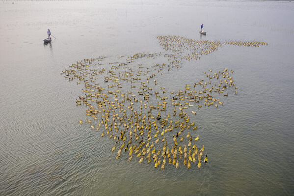 Photograph Azim Khan Ronnie Ducks Farming on One Eyeland