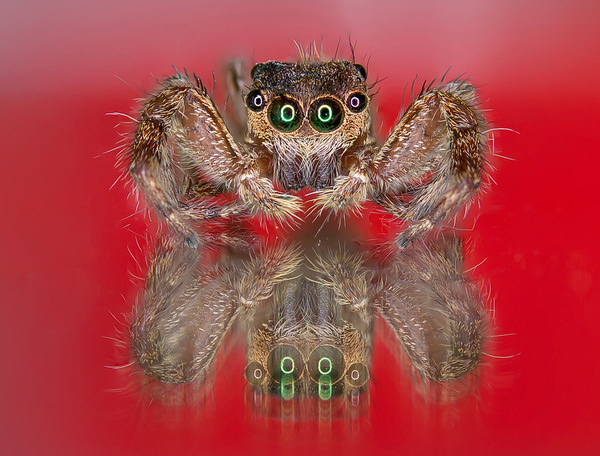 Photograph Azim Khan Ronnie Jumping Spider on One Eyeland