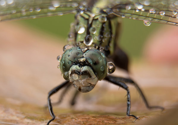 Photograph Azim Khan Ronnie Dragonfly on One Eyeland
