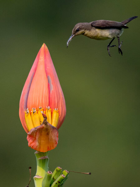 Photograph Pranab Kumar Das Sunbird Jumping on One Eyeland
