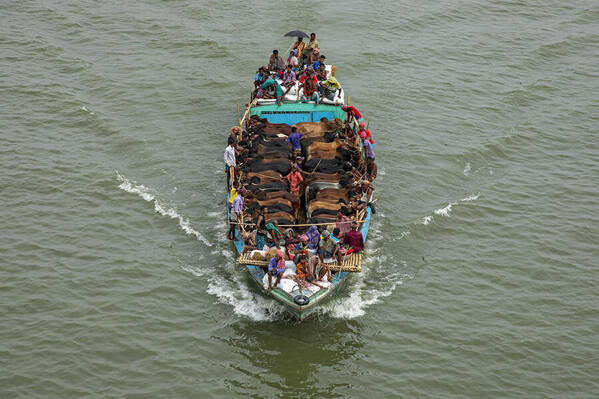 Photograph Azim Khan Ronnie Cattle Boat on One Eyeland