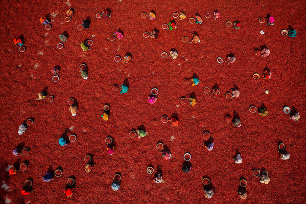 Photograph Azim Khan Ronnie Women Collecting Red Chilies on One Eyeland