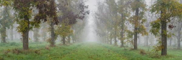 Photograph Joshua Smith Mystical Morning Panoramic on One Eyeland
