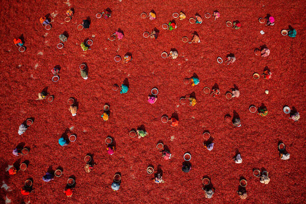 Photograph Azim Khan Ronnie Harvesting Red Chilies on One Eyeland