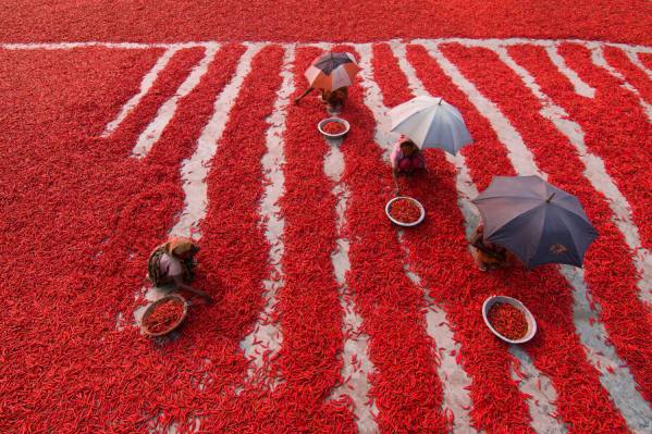 Photograph Azim Khan Ronnie Red Chilies Pickers on One Eyeland