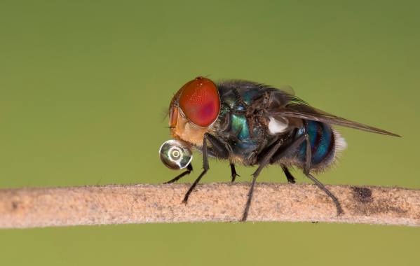 Photograph Azim Khan Ronnie Bule Bottle Fly on One Eyeland
