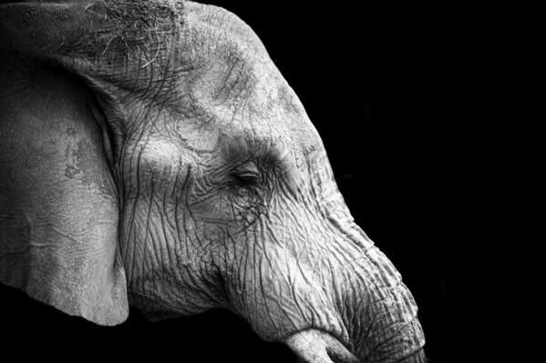 Photograph Ollivier Marc The Elephant Ii on One Eyeland