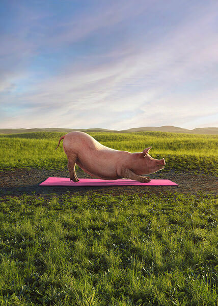 Photograph Paul Lang Give Animals A Break on One Eyeland