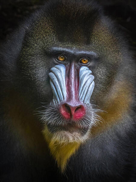 Photograph Ester Suryawati Mandrill on One Eyeland