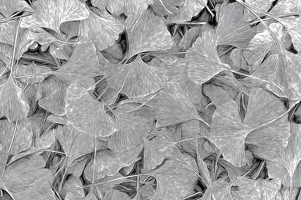 Photograph Gary E Karcz Ginkgo on One Eyeland