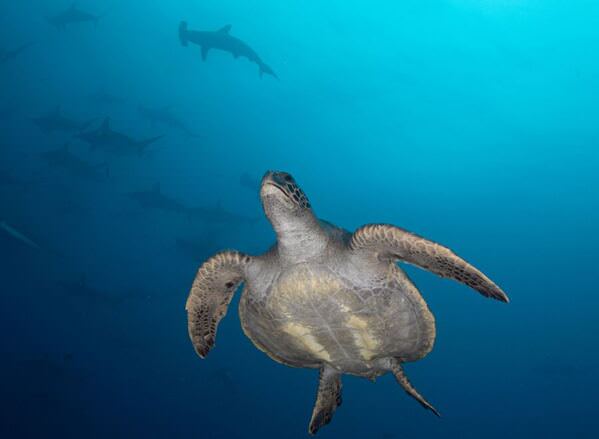 Photograph Laszlo Foldi Turtle With Sharks on One Eyeland