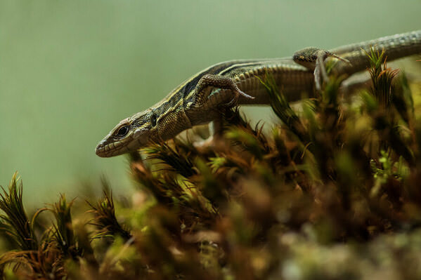 Photograph Olivier Colle The Crawler on One Eyeland