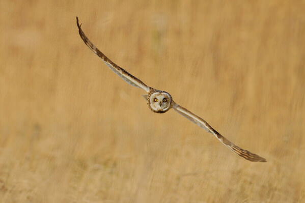 Photograph Olivier Colle Heads Up on One Eyeland