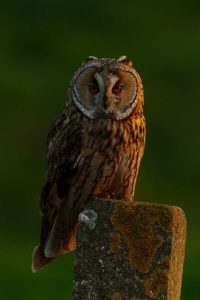 Photograph Olivier Colle Eyecontact on One Eyeland