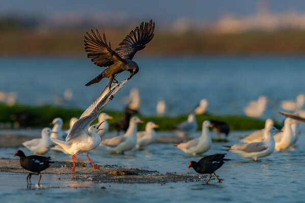 Photograph Deepa Girish Crow Vs Seagull on One Eyeland