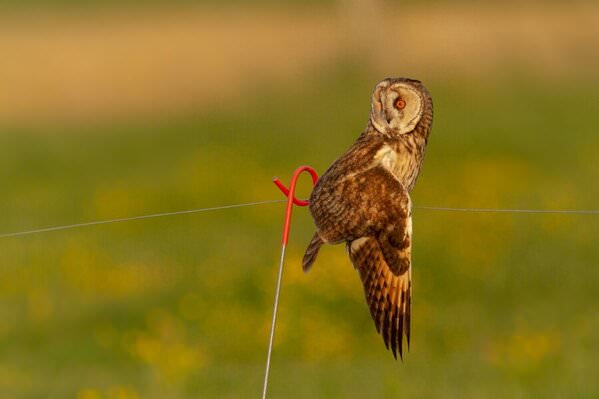 Photograph Olivier Colle On A Wire on One Eyeland
