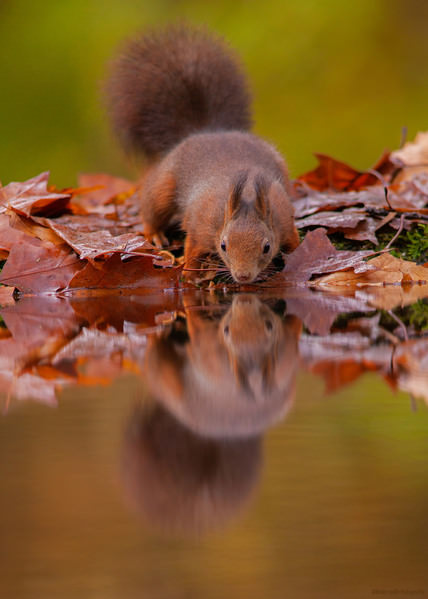 Photograph Olivier Colle Ears on One Eyeland
