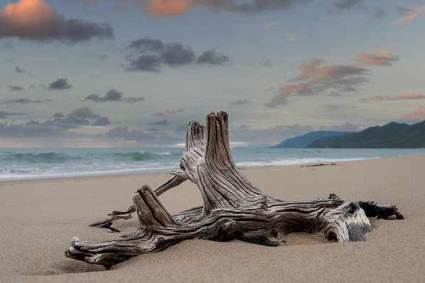 Photograph Steve Turner Driftwood on One Eyeland